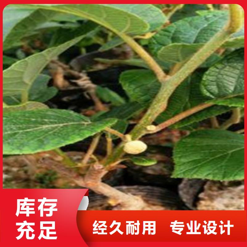 濮阳红阳猕猴桃苗0.5公分