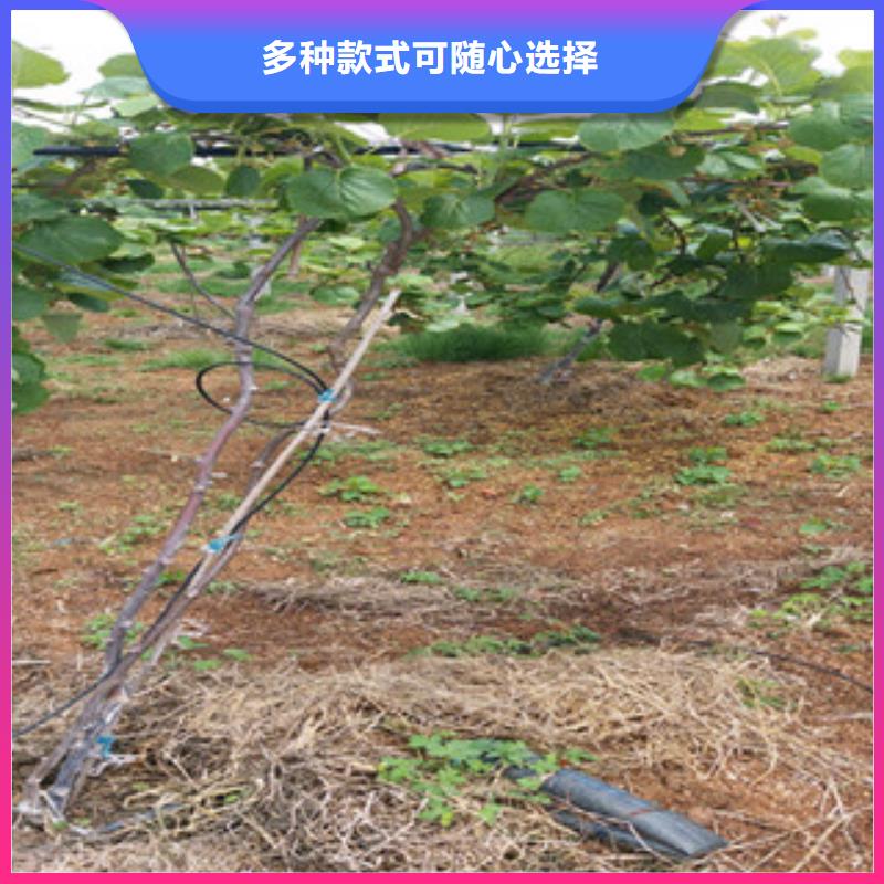 威海翠香猕猴桃苗9公分