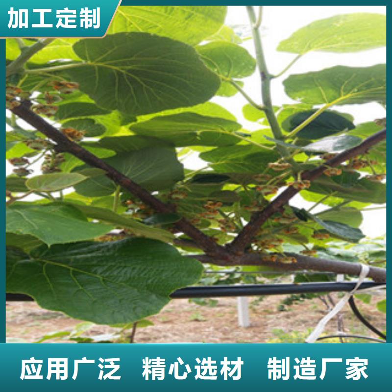 衢州亚特猕猴桃苗0.5公分