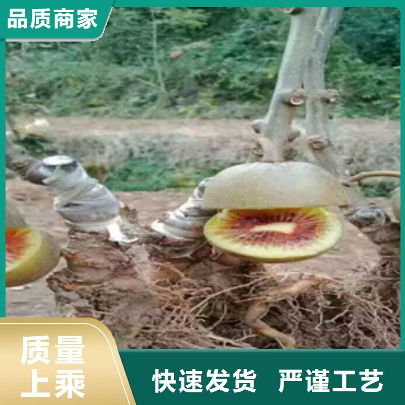 苏州楚红猕猴桃苗0.9公分