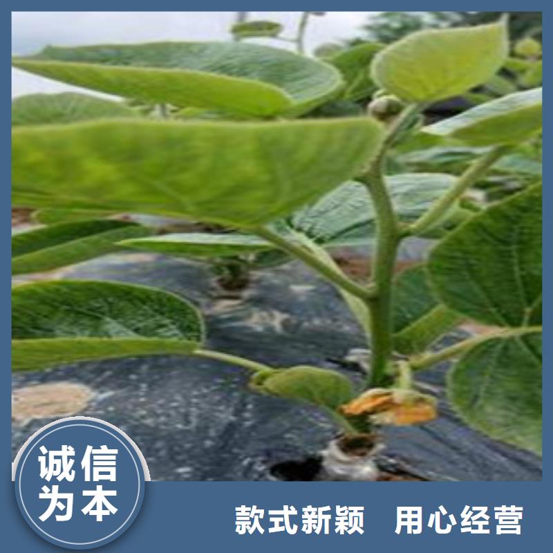 大庆楚红猕猴桃苗0.8公分