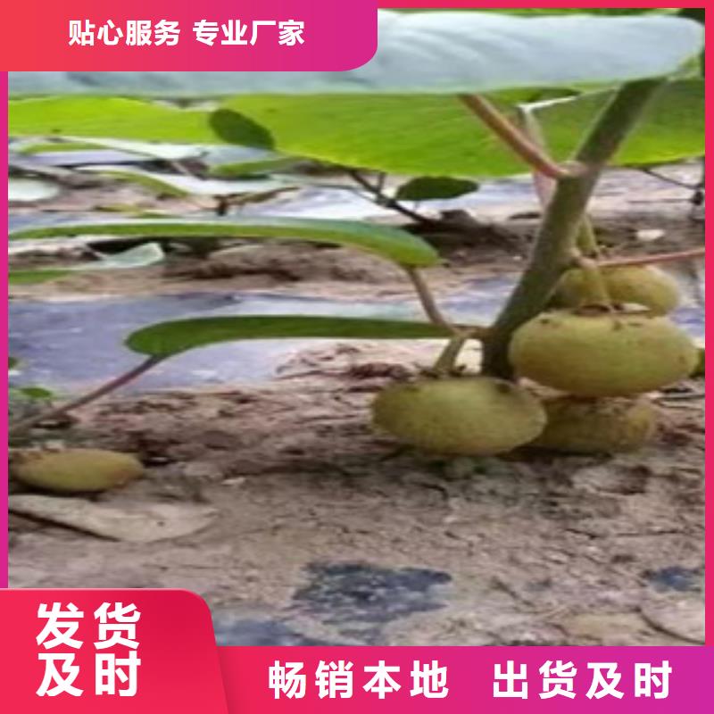 怒江翠香猕猴桃苗0.7公分