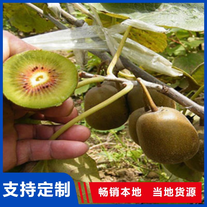 衢州红阳猕猴桃苗0.8公分