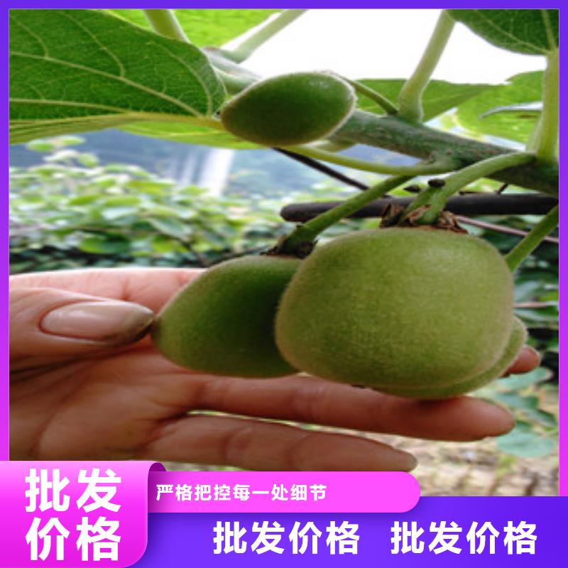 上海黄金果猕猴桃苗1.2公分