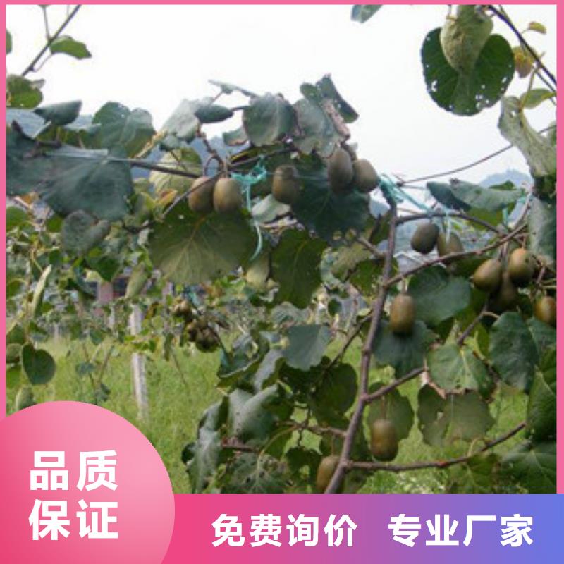 上海猕猴桃苗12公分