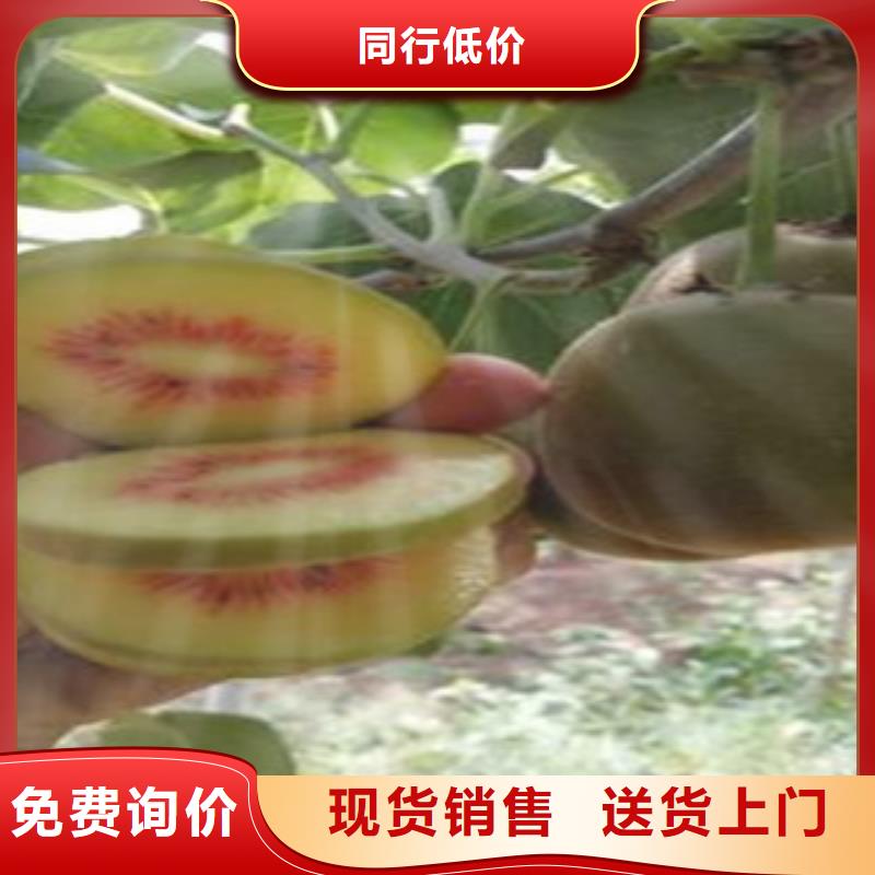 湛江黄金果猕猴桃苗0.7公分
