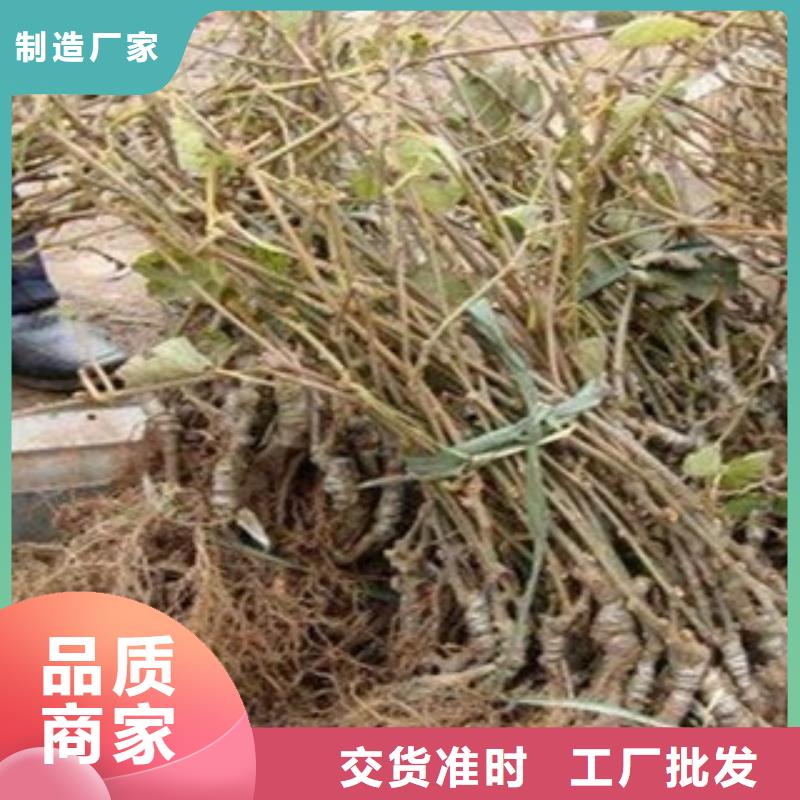 四川翠香猕猴桃苗0.9公分