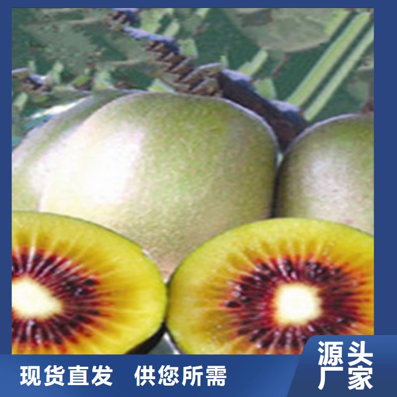 广州红阳猕猴桃苗1.5公分