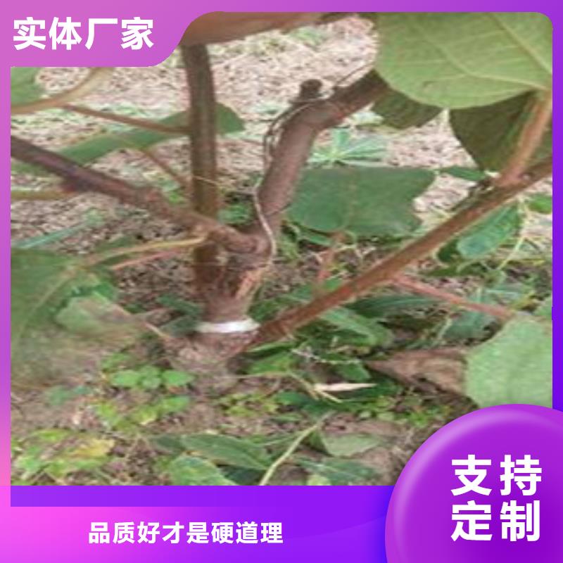 天津红阳猕猴桃苗3公分