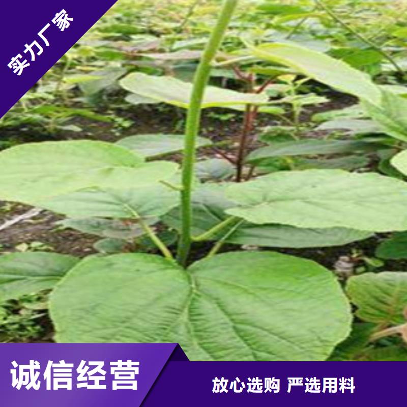 徐州亚特猕猴桃苗1.5公分