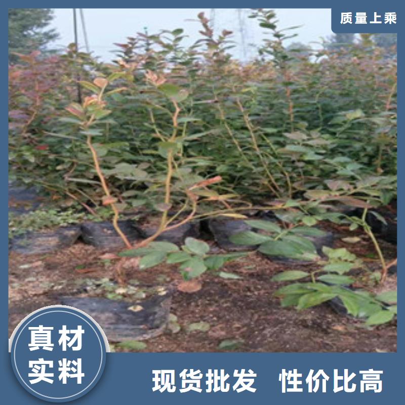 汉中夏普蓝蓝莓树苗品种介绍