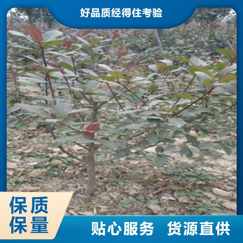 辽宁康维尔蓝莓树苗供应