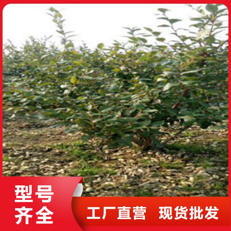陕西哈里森蓝莓树苗生产基地