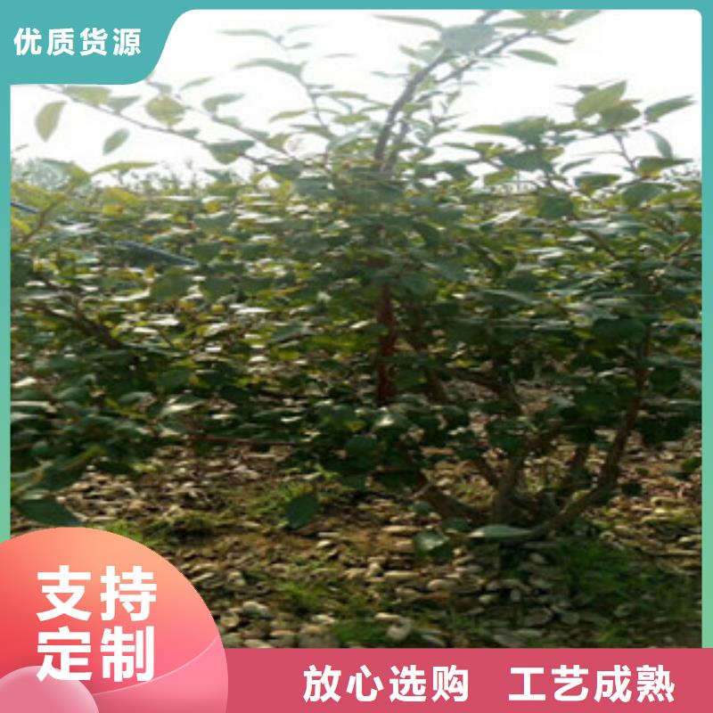 湛江哈里森蓝莓树苗批发基地
