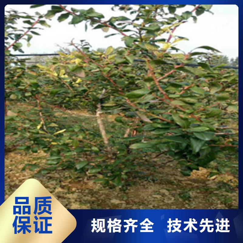 银川瞳仁蓝莓树苗种植技术