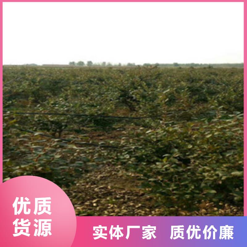 哈尔滨蓝丰蓝莓树苗品种介绍