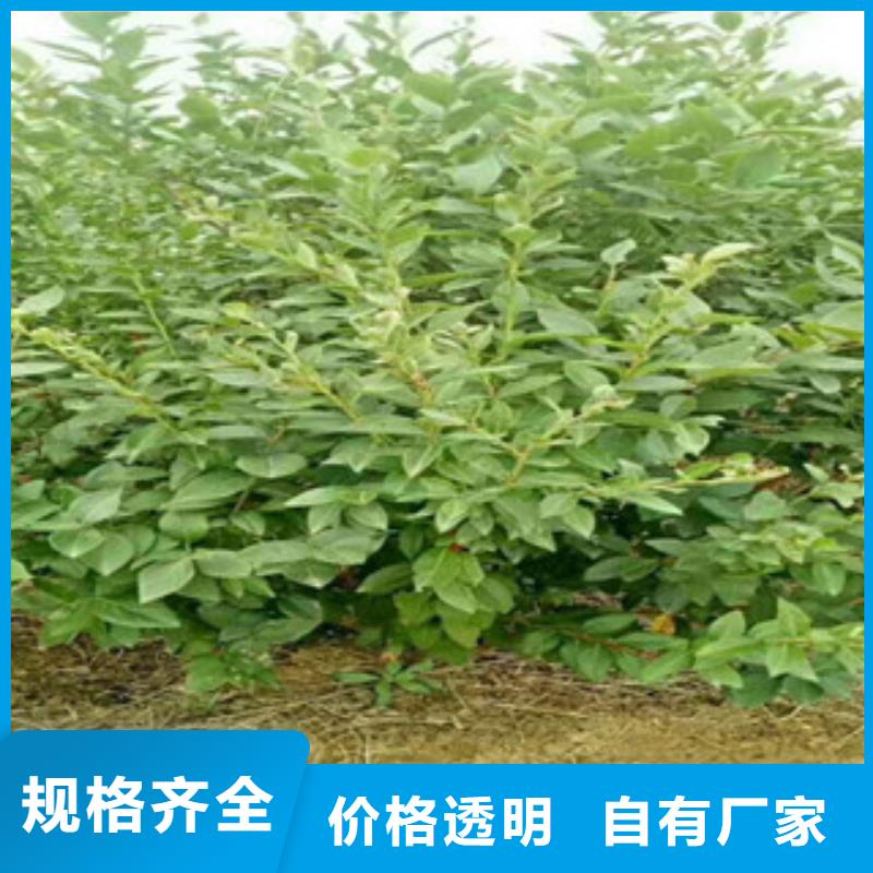 邵阳莱格西蓝莓树苗种植时间