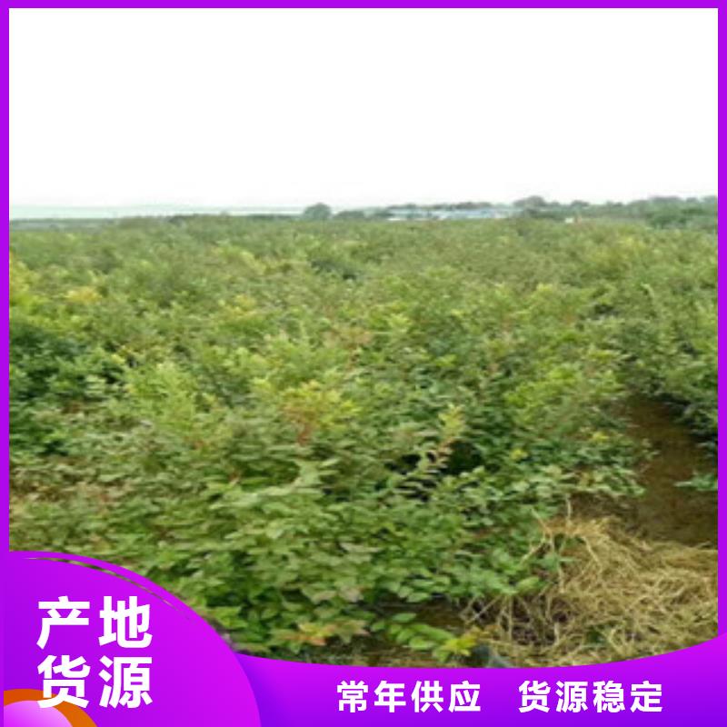 银川南陆蓝莓树苗出售