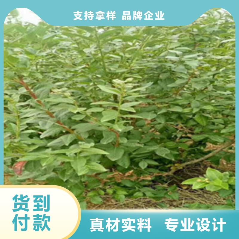 铜仁蓝鸟蓝莓树苗种植方法