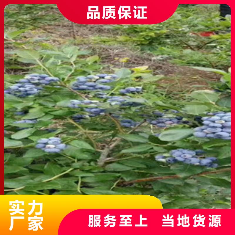 乌海北蓝蓝莓树苗品种介绍