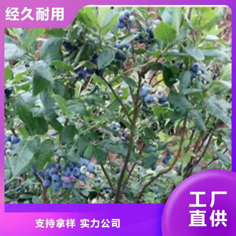 河南奥斯汀蓝莓树苗品种大全