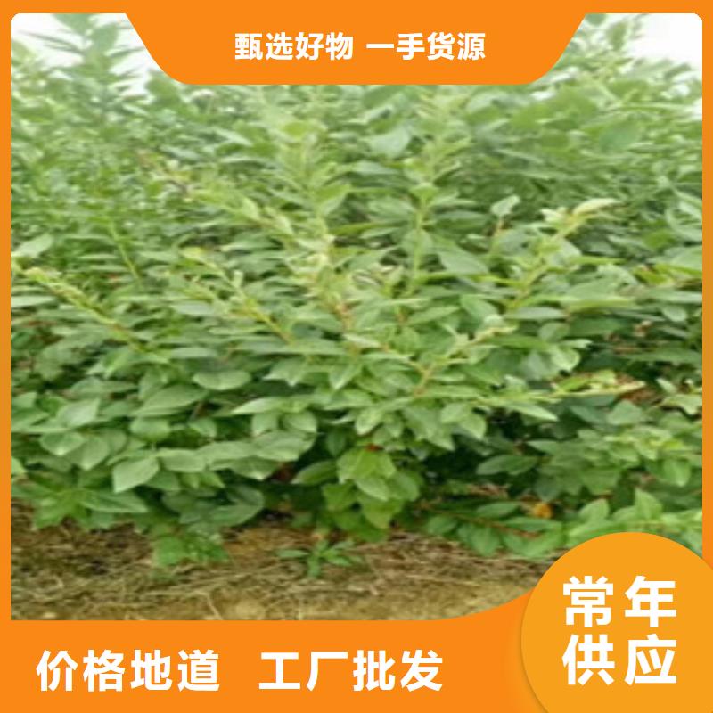 邵阳北陆蓝莓树苗种植方法