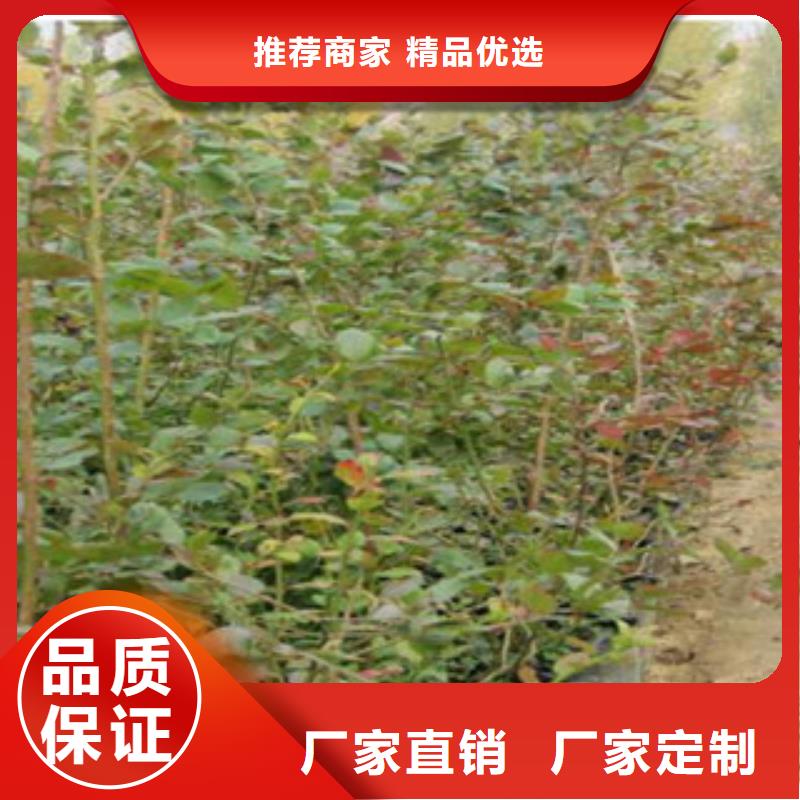 绍兴芝妮蓝莓树苗种植时间