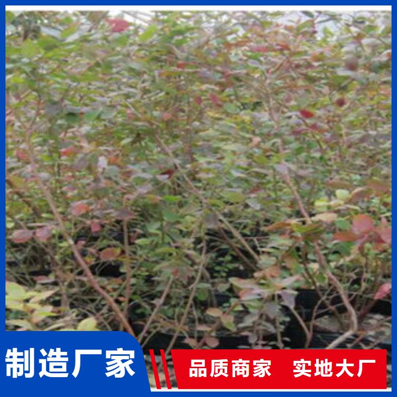 深圳巨丰蓝莓树苗哪里的品种纯