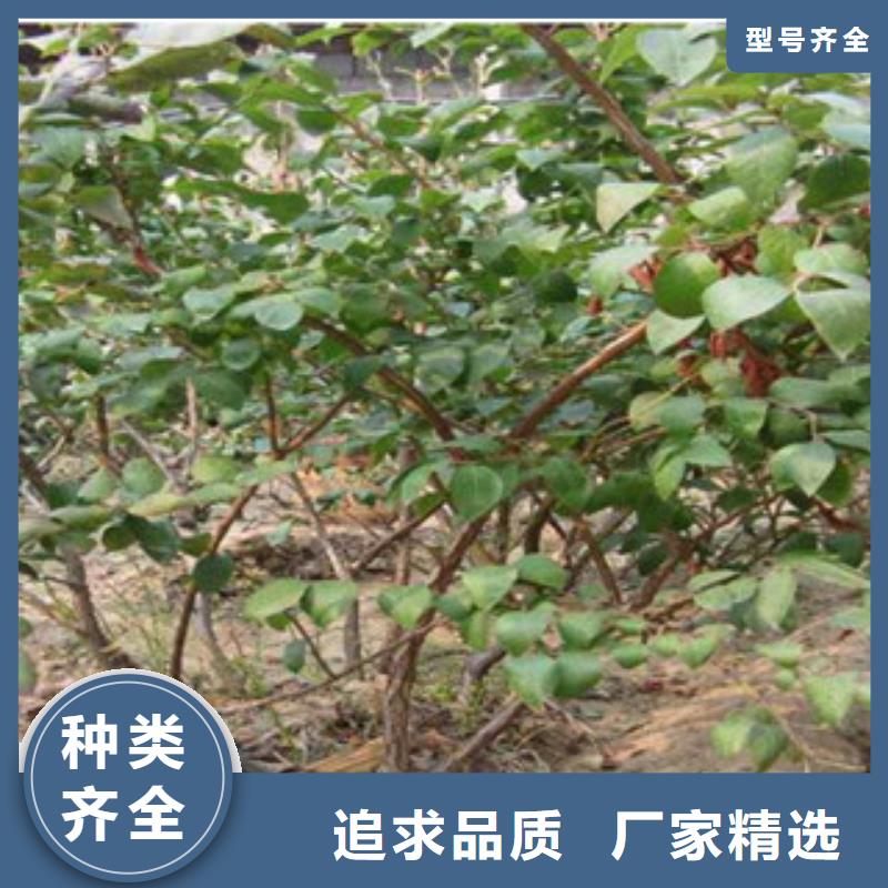 山西艾文蓝蓝莓树苗生产基地