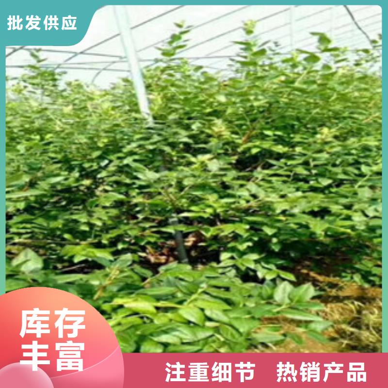 黄冈蓝塔蓝莓树苗生产基地