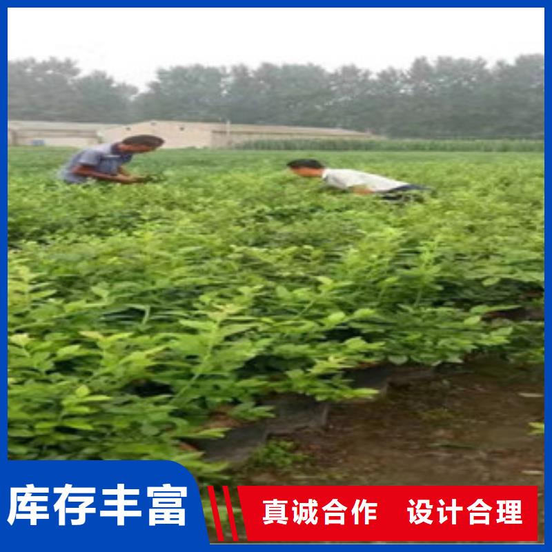 淄博哈里森蓝莓树苗生产基地
