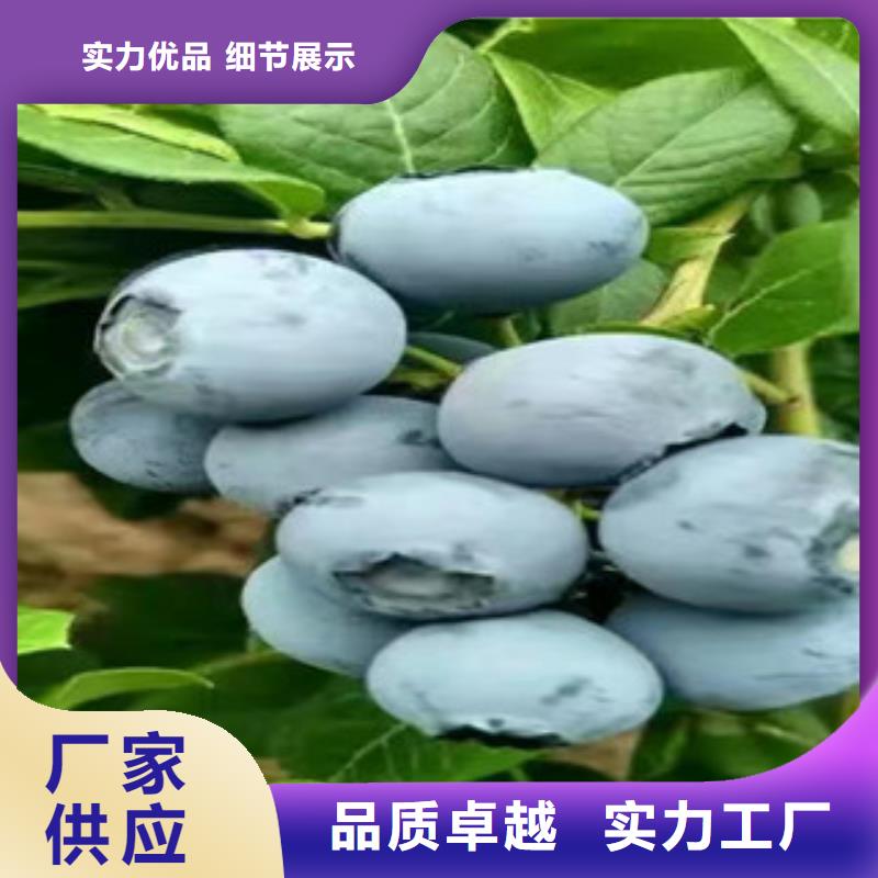 广州伯克利蓝莓树苗批发基地