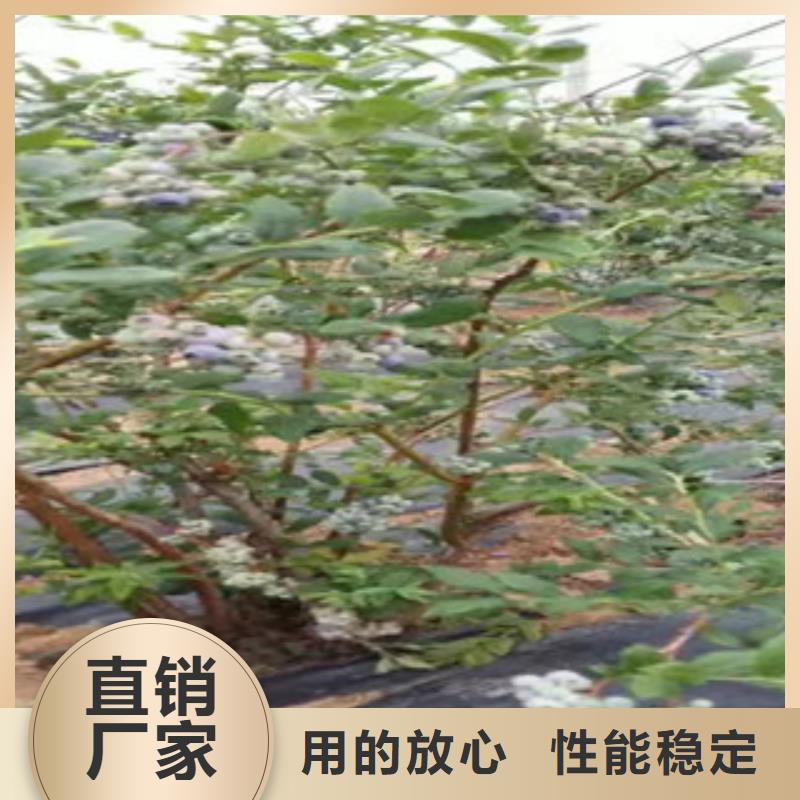 巢湖艾文蓝蓝莓树苗品种介绍