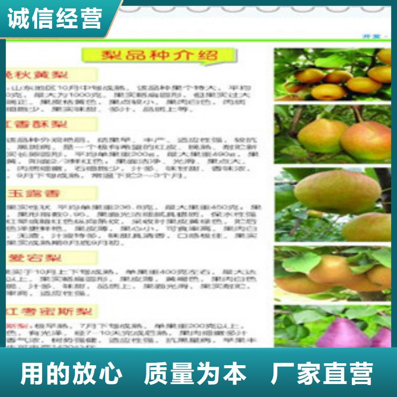 绥化砀山酥梨树苗1.2公分
