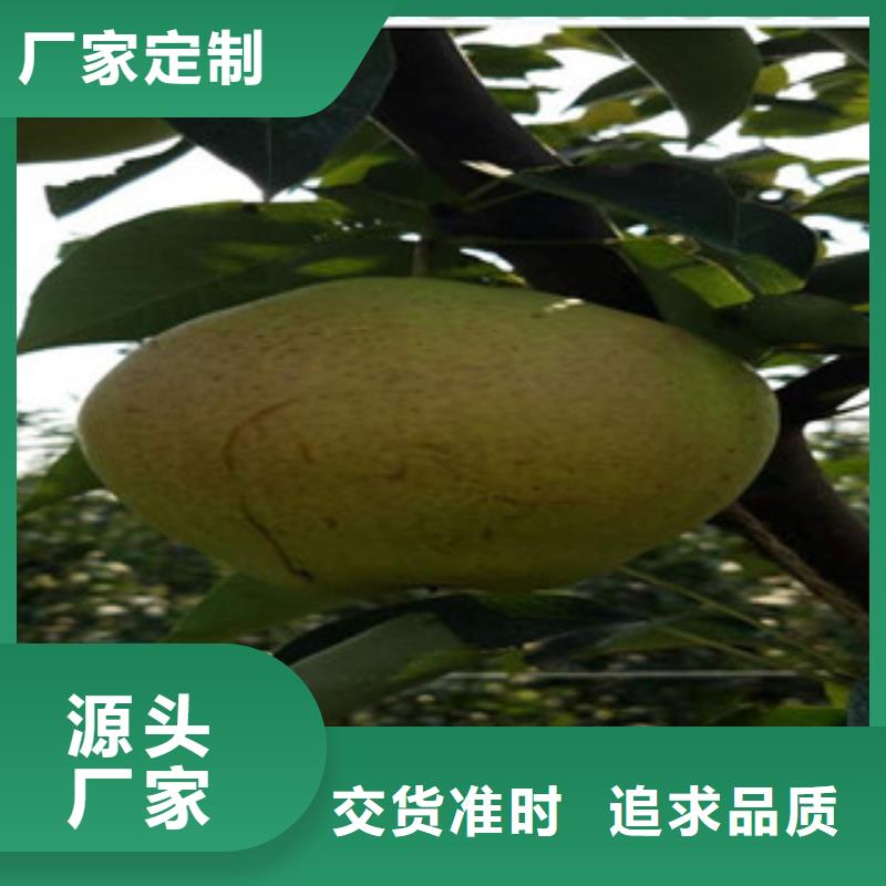 深圳黄花梨树苗0.6公分