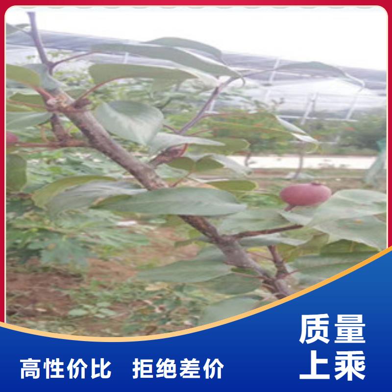 永州白梨树苗1.5公分