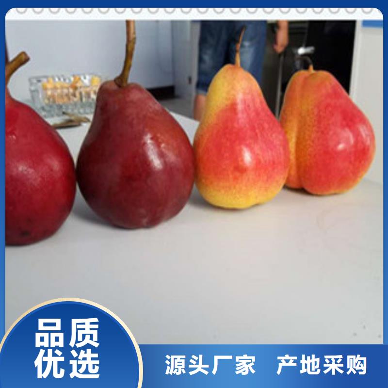 亳州红香酥梨树苗0.7公分