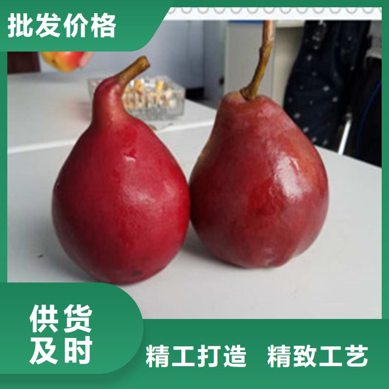 武威苹果梨树苗0.7公分