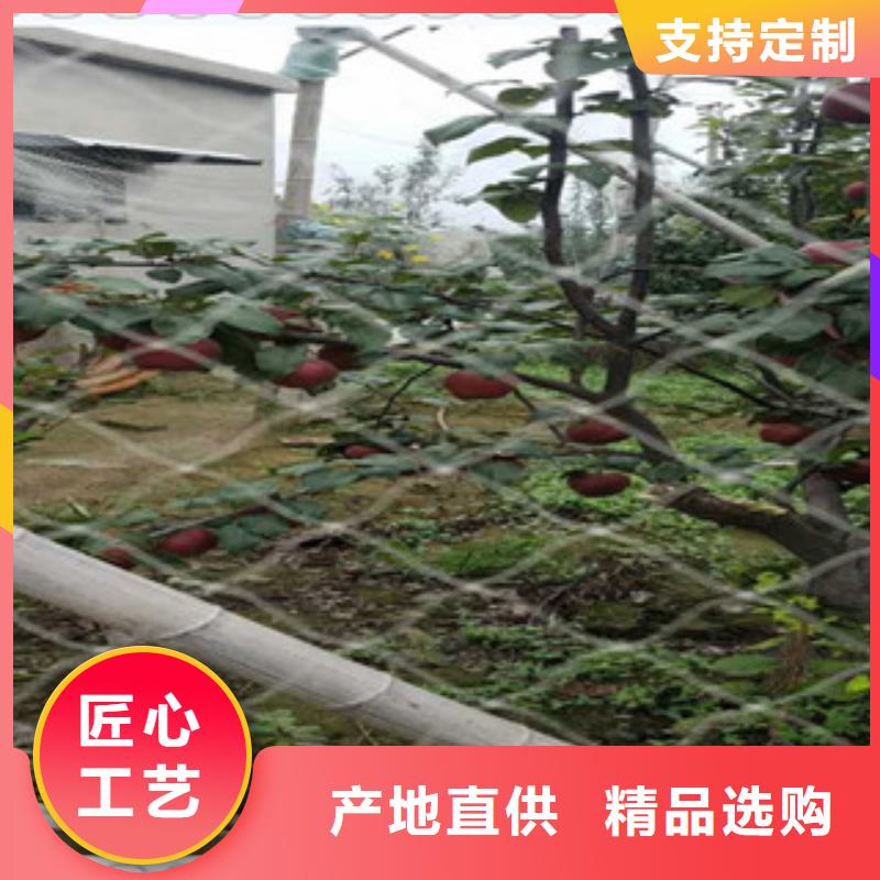 抚州砀山酥梨树苗1.5公分