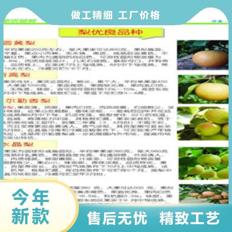 锡林郭勒砀山酥梨树苗0.6公分