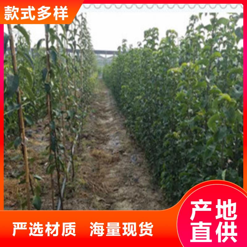 珠海威宁大黄梨树苗0.9公分