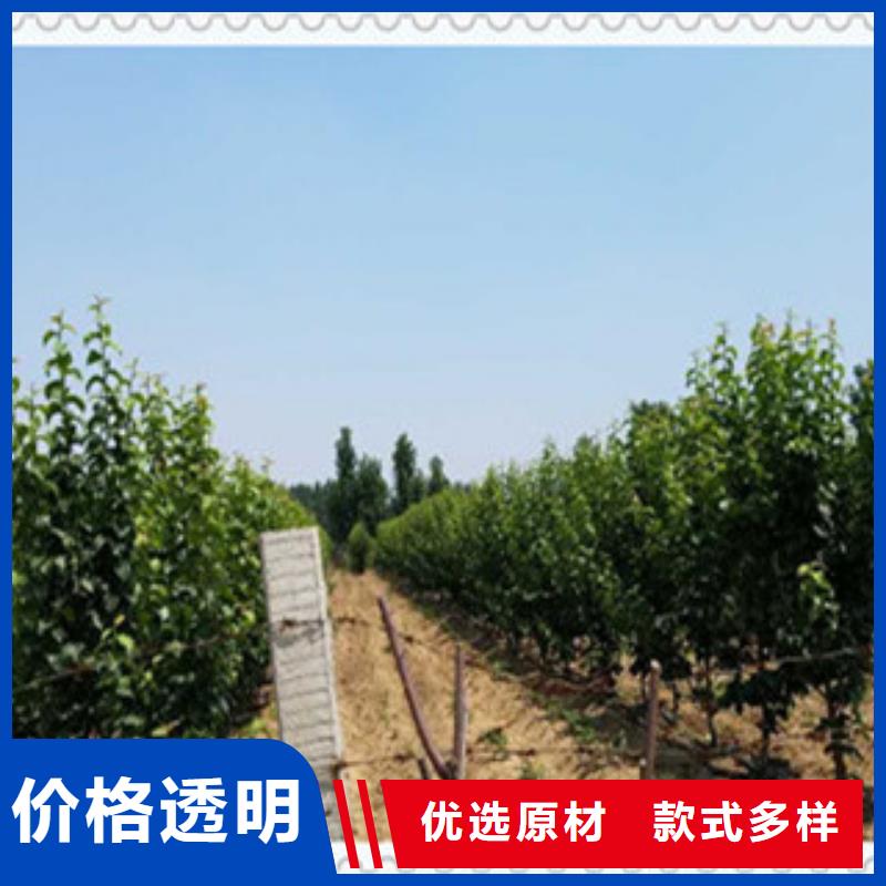 庆阳黄县长把梨树苗1.2公分