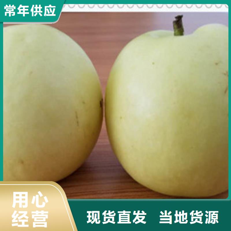 青海白梨树苗0.8公分