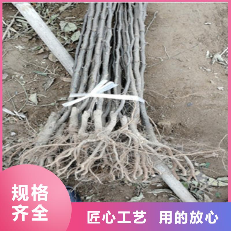 锦州梨树苗1.5公分