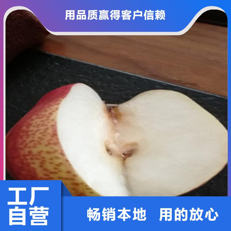 济宁香蕉梨树苗0.9公分