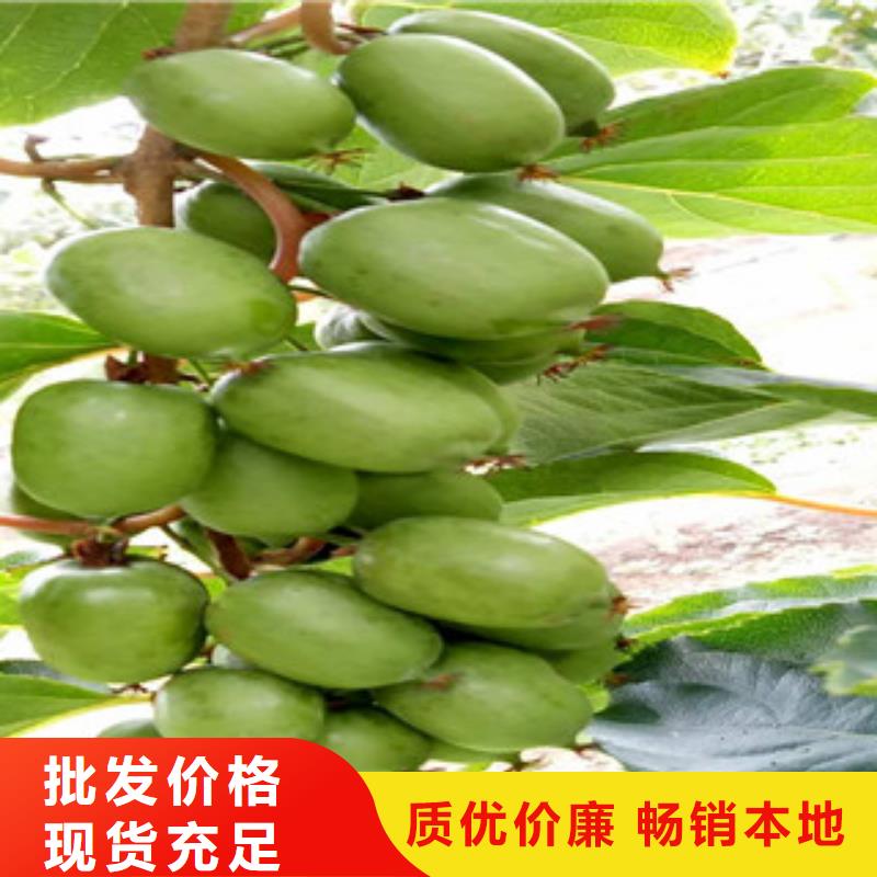上海3公分亚特猕猴桃苗多少钱一棵3公分