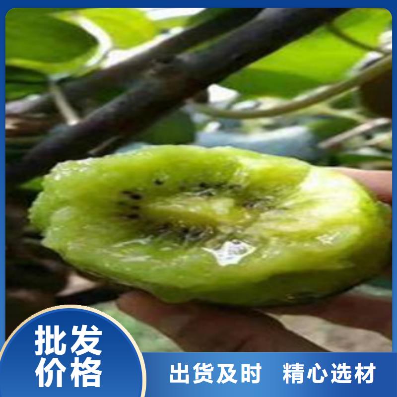 黄山0.5厘米秦美猕猴桃苗多少钱一颗0.5厘米