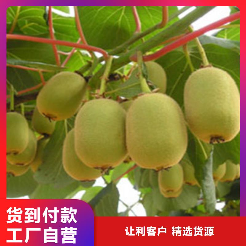 长春0.8厘米楚红猕猴桃苗一亩地利润0.8厘米