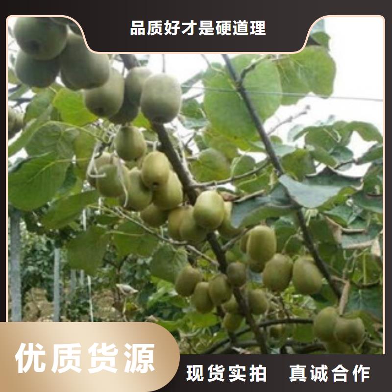 福州0.9厘米亚特猕猴桃苗出售0.9厘米