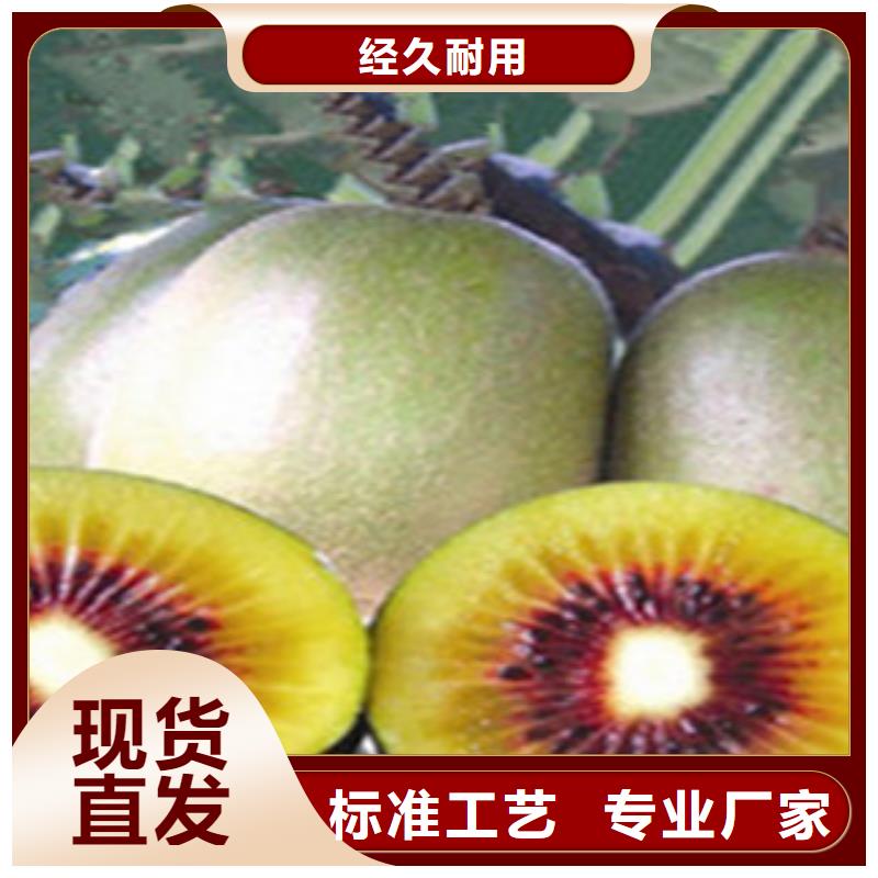 香港0.8厘米楚红猕猴桃苗怎样购买0.8厘米